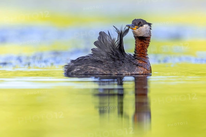 Red-necked grebe (Podiceps grisegena, Podiceps griseigena) adult in breeding plumage preening feathers while swimming in lake in summer