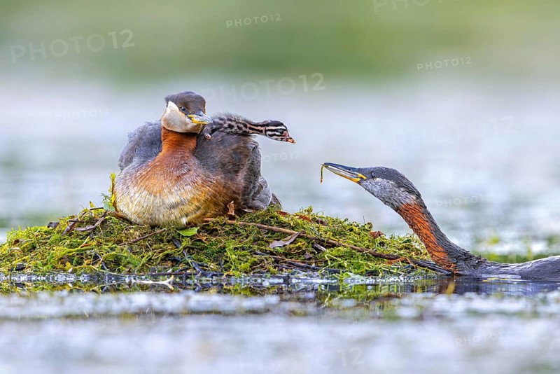 Red-necked grebe (Podiceps grisegena, Podiceps griseigena) male in breeding plumage feeding chick on female's back on nest in lake in summer