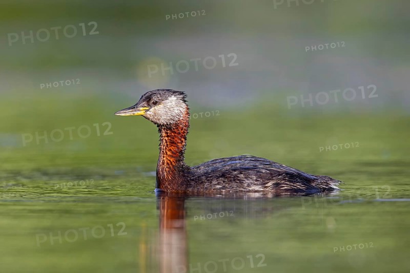 Red-necked grebe (Podiceps grisegena, Podiceps griseigena) adult in breeding plumage swimming in lake in summer