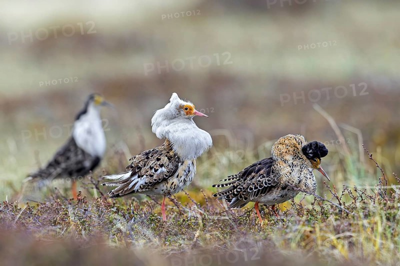 Three ruffs (Calidris pugnax), satellite with white neck ruff and territorial males in breeding plumage displaying at lek in spring, Scandinavia