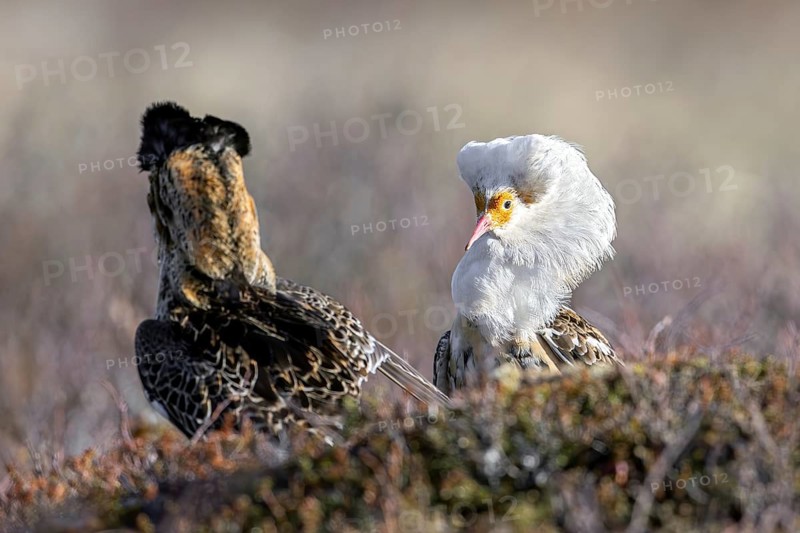 Two ruffs (Calidris pugnax), satellite with white neck ruff and territorial male in breeding plumage displaying at lek in spring, Scandinavia