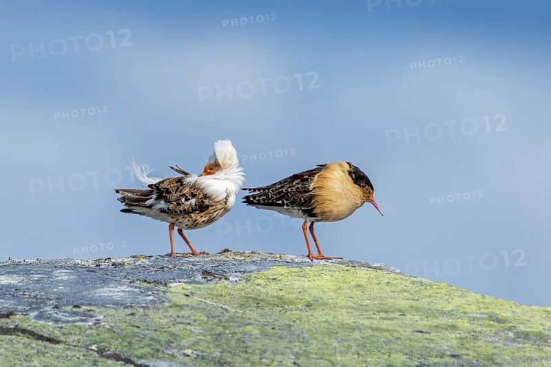 Two ruffs (Calidris pugnax), satellite with white neck ruff and territorial male in breeding plumage resting on rock at lek in spring, Scandinavia
