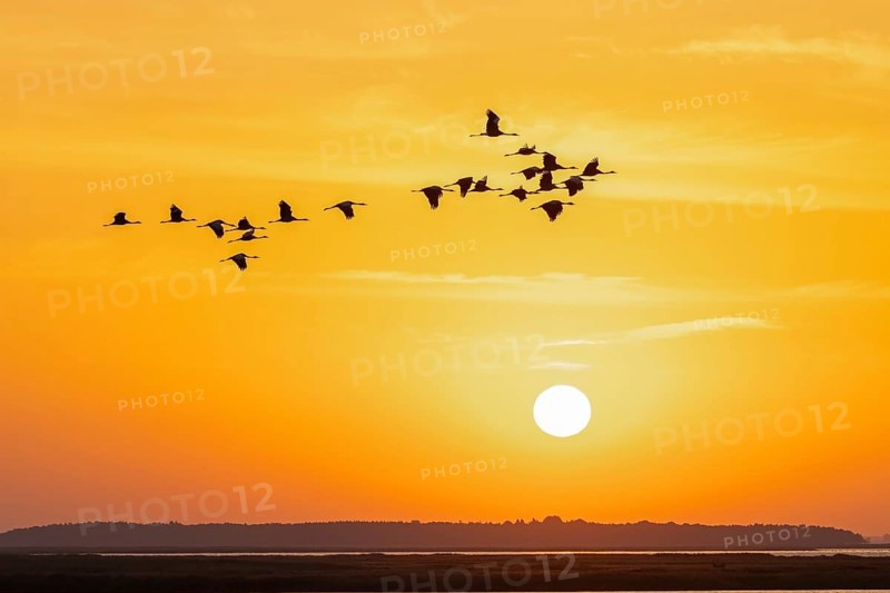 Migrating flock of common cranes, Eurasian cranes (Grus grus) in flight silhouetted against orange sunrise sky during migration in autumn, fall