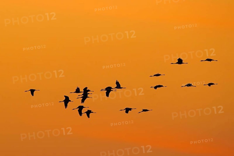 Migrating flock of common cranes, Eurasian cranes (Grus grus) in flight silhouetted against orange sunset sky during migration in autumn, fall