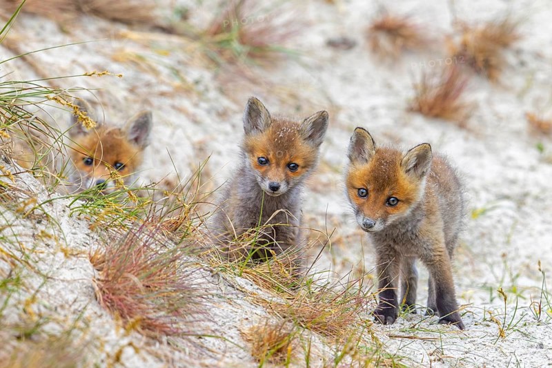 Young red foxes (Vulpes vulpes) three curious kits, juveniles looking towards camera near burrow, den in the sand dunes along the coast in spring