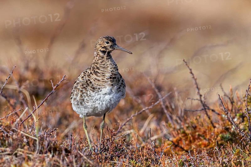 Ruff (Calidris pugnax) female at lek in spring, Scandinavia