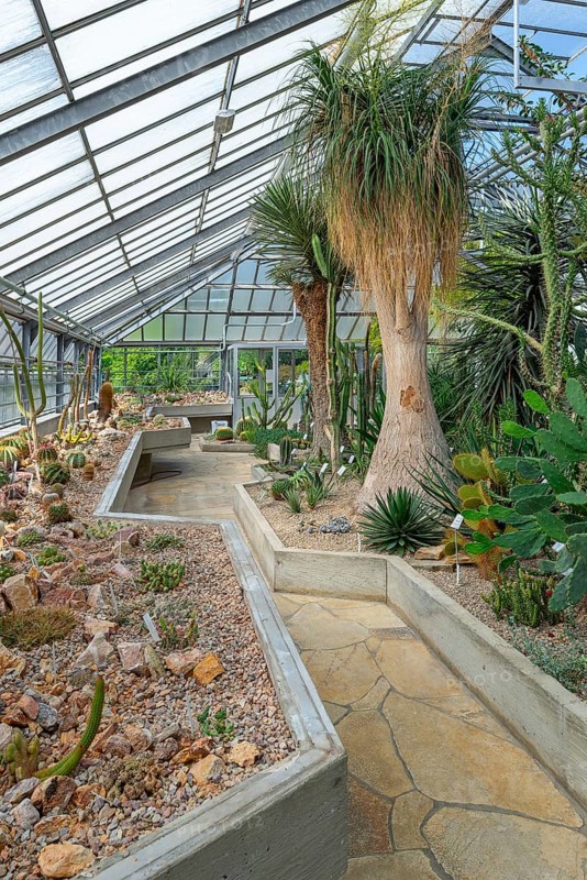 Cacti and other succulents in the succulent greenhouse at the University Botanical Garden in the city Ghent, East Flanders, Belgium