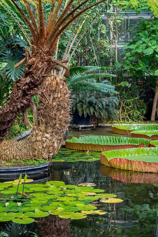 Floating leaves of giant waterlilies in the tropical Victoria greenhouse at the University Botanical Garden in the city Ghent, East Flanders, Belgium