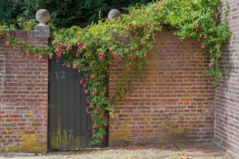 Old brick wall with a dark wooden gate, surrounded by climbing roses and ivy, rustic charm, Münsterland, North Rhine-Westphalia, Germany