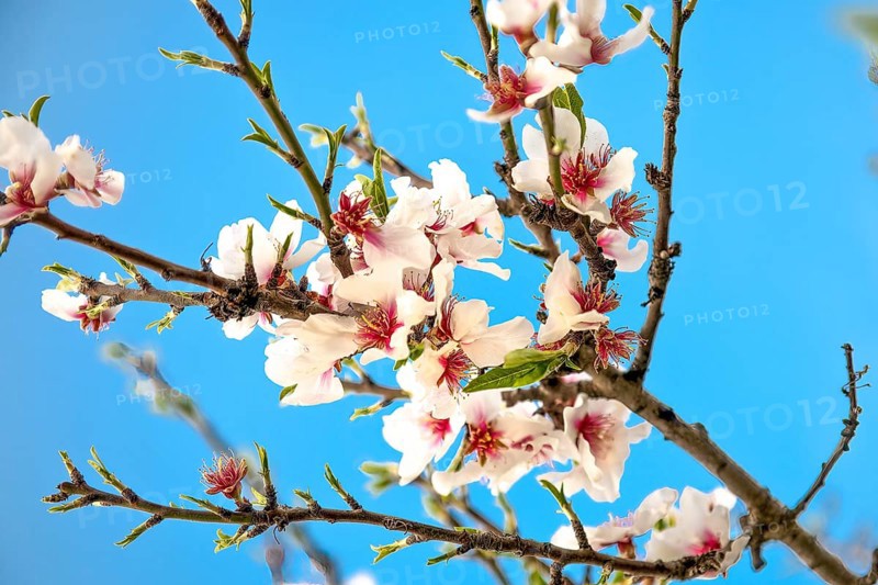 Almond blossoms on an almond tree, Majorca, Balearic Islands, Spain