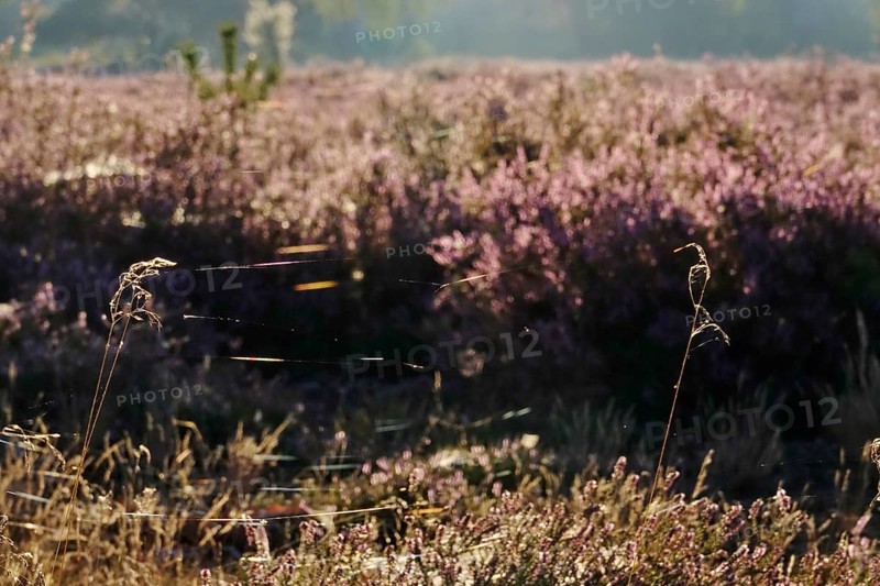 Heath landscape with cobwebs, summer, Germany
