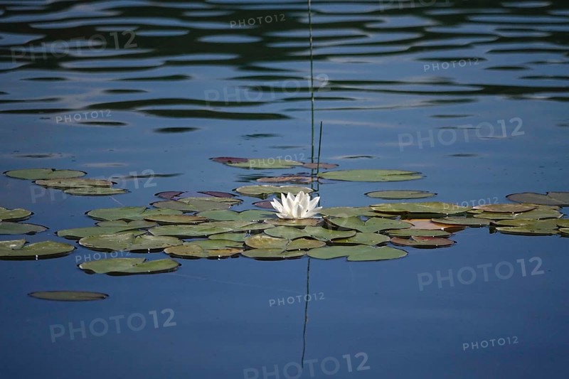 Pond with beautiful water lily, summer, Germany