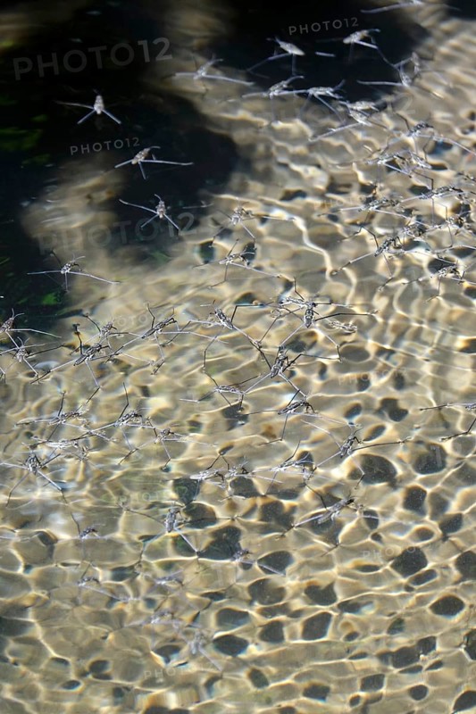 Insect Water strider (Gerridae) on a lake, summer, Germany