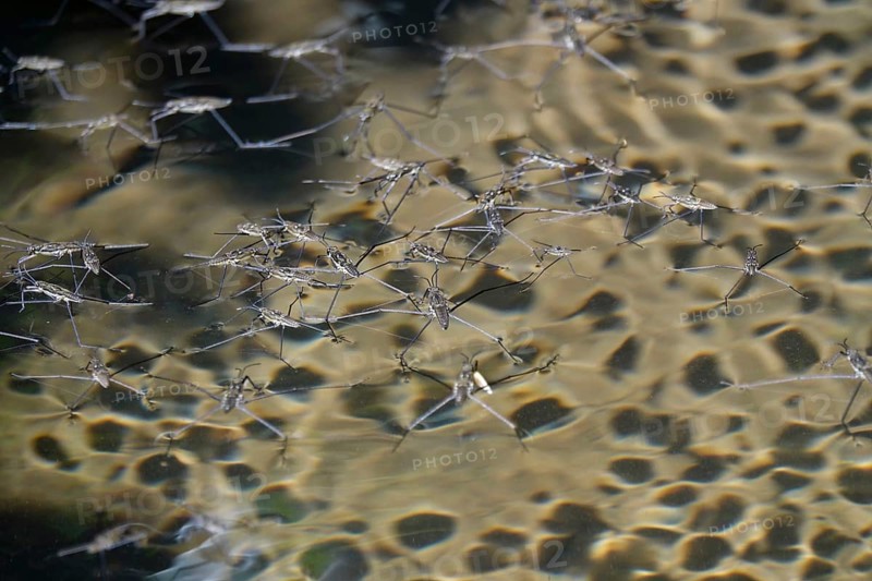 Insect Water strider (Gerridae) on a lake, summer, Germany