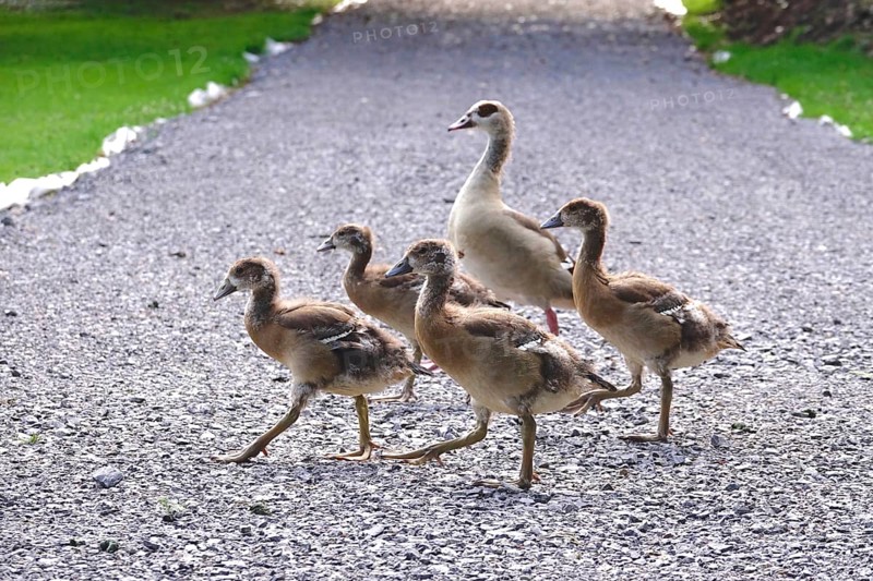 Nile geese marching along a path, Summer, Germany