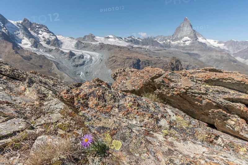 A solitary purple wildflower Aster des Alpes (Aster alpinus) rises from the rocky ground and displays its vibrant colour against the stone. The Matterhorn mountain towers majestically in the background on a bright day. Zermatt, Valais, Alps, Swiss
