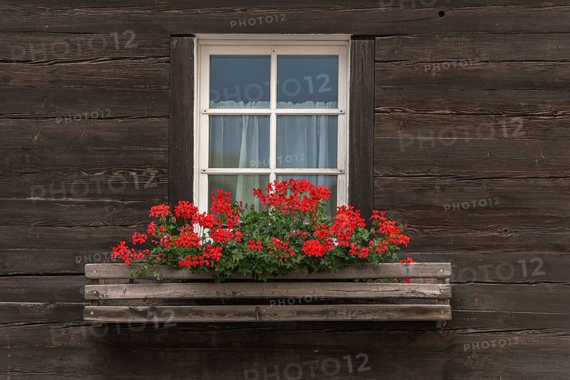 A white window with a light-coloured window frame is framed by a dark wooden wall. A planting of red geraniums adds a touch of bright colour to the flat. Grachen, Viege, Valais, Swiss