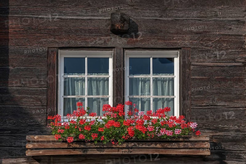 Vibrant red flowers bloom in a planter positioned under a wooden framed window. The rustic ambience is accentuated by light-coloured curtains and offers a warm atmosphere. Grachen, Viege, Valais, Swiss