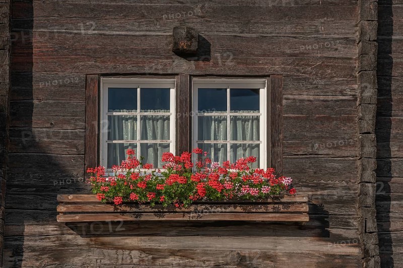 Traditional wooden house window with blooming red geraniums around the edge. The furnishings are typical of the mountains, with rustic charm. Grachen, Viege, Valais, Swiss