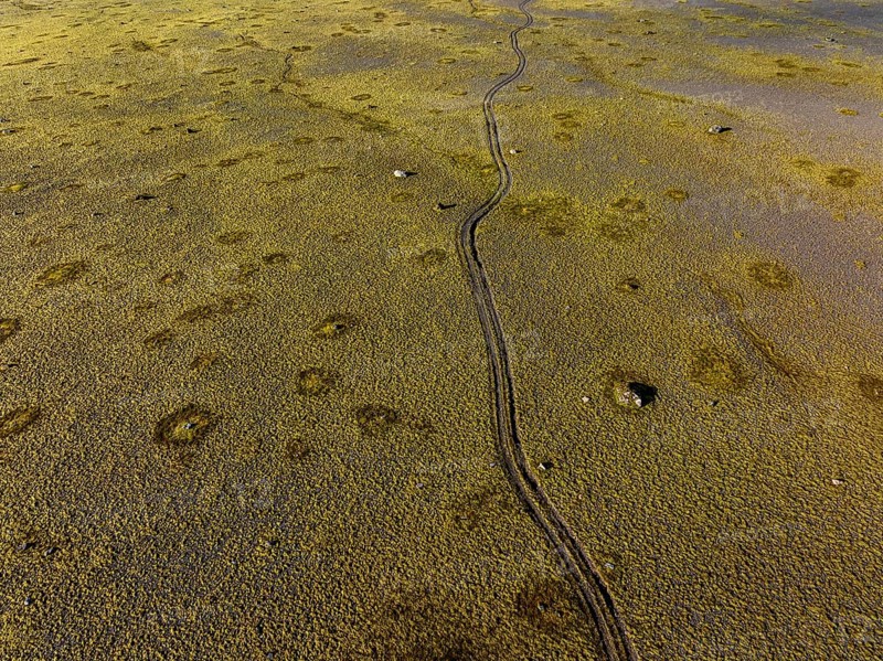 Lane, mosses, sunny, nature, fragile, environmental degradation, south-east Iceland, Iceland