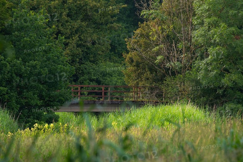 View across a meadow in the evening light to an old bridge in front of a forest, Ahlden, district of Heidekreis, Lower Saxony, Germany