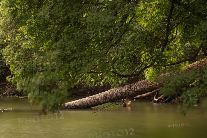 View of a fallen tree trunk protruding into a hamlet, long exposure, Ahlden, Heidekreis district, Lower Saxony, Germany