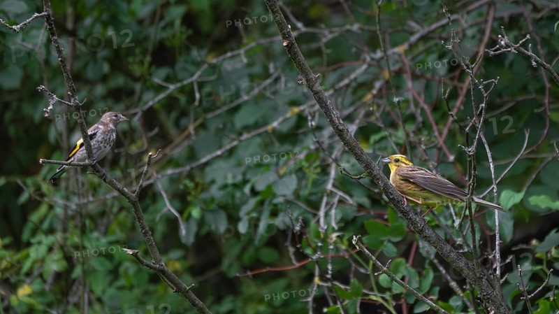A pair of yellowhammers (Emberiza citrinella) sitting in a bush, Ahlden, district of Heidekreis, Lower Saxony, Germany