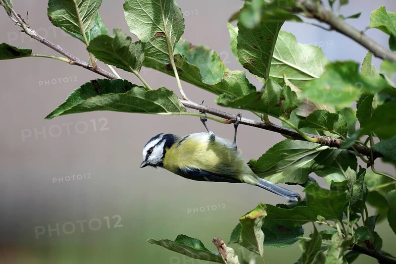 Blue tit (Cyanistes caeruleus), hanging upside down, branch, apple tree, autumn, funny, Germany, The tit hangs upside down on a branch and looks around attentively