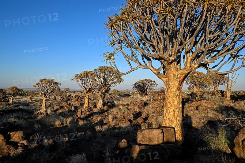 Quiver trees (Aloe dichotoma) in the morning light, quiver tree forest near Keetmanshoop, Karas Region, Namibia