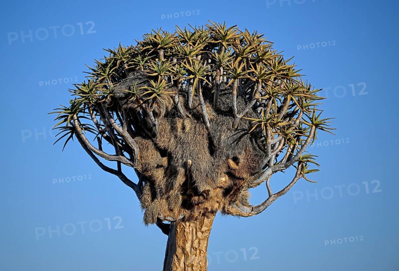Quiver tree (Aloe dichotoma) with weaver bird's nest, quiver tree forest near Keetmanshoop, Karas Region, Namibia