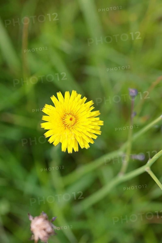 Hieracium lachenalii (Picris hieracioides), hawkweed bitterweed, yellow flower on a rough meadow, close-up, Wilnsdorf, North Rhine-Westphalia, Germany