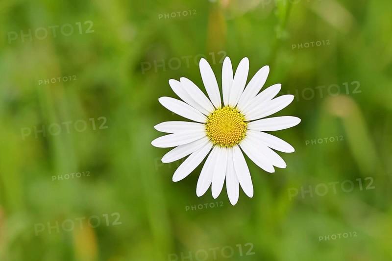 Daisy (Leucanthemum vulgare), flower in a meadow, close-up, macro, Wilnsdorf, North Rhine-Westphalia, Germany