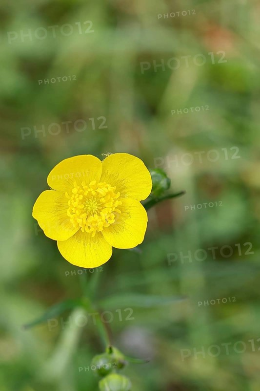 Buttercup, buttercup (Ranunculus acris), yellow flower in a meadow, close-up, Wilnsdorf, North Rhine-Westphalia, Germany