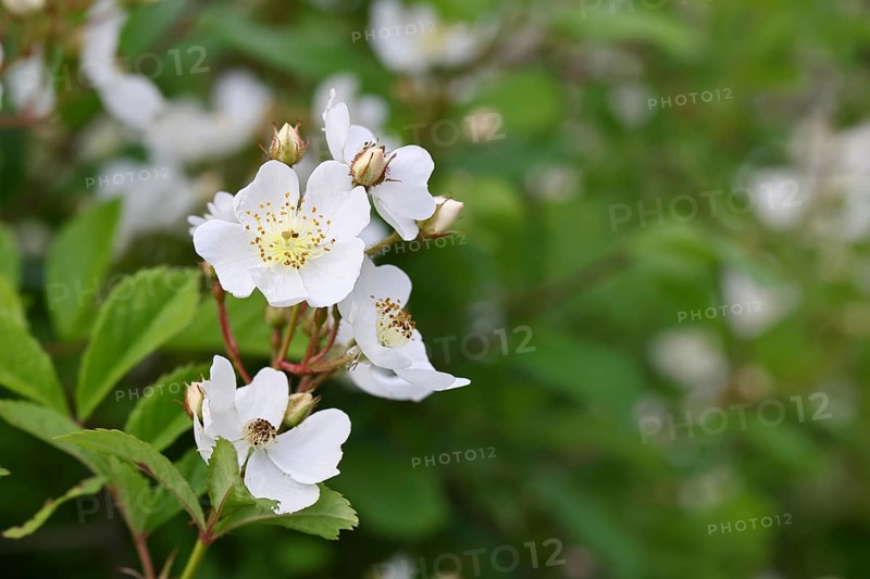 Bibernell rose (Rosa spinosissima L., syn.: Rosa pimpinellifolia L.), also called dune rose, earth rose, field rose, oat rose, prickly rose, spiky rose and rock rose, is one of the oldest wild rose species, dog rose, flowers on a bush, Wilnsdorf, North Rhine-Westphalia, Germany