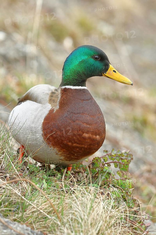 Mallard (Anas platyrhynchos), male, drake, standing on a slope on the lakeshore, Chiemsee, Prien, Bavaria, Germany