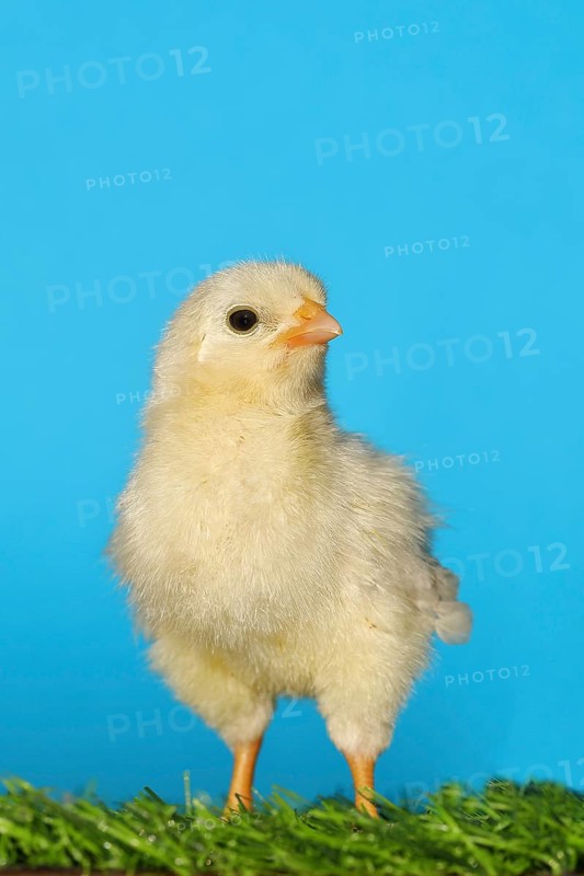 Domestic fowl (Gallus gallus domesticus), freshly hatched, chicken chick standing on grass, Wilnsdorf, North Rhine-Westphalia, Germany
