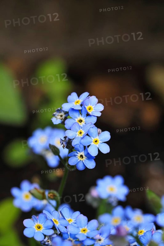 Marsh forget-me-not (Myosotis palustris), true forget-me-not in bloom in spring, Wilnsdorf, North Rhine-Westphalia, Germany
