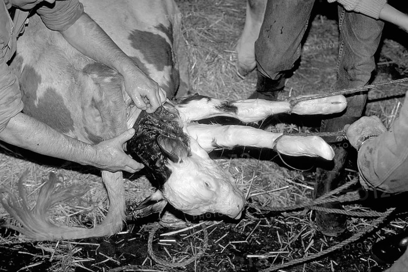 Cow birth with the help of a rope in a cowshed, black and white, Franconia, Bavaria, Germany