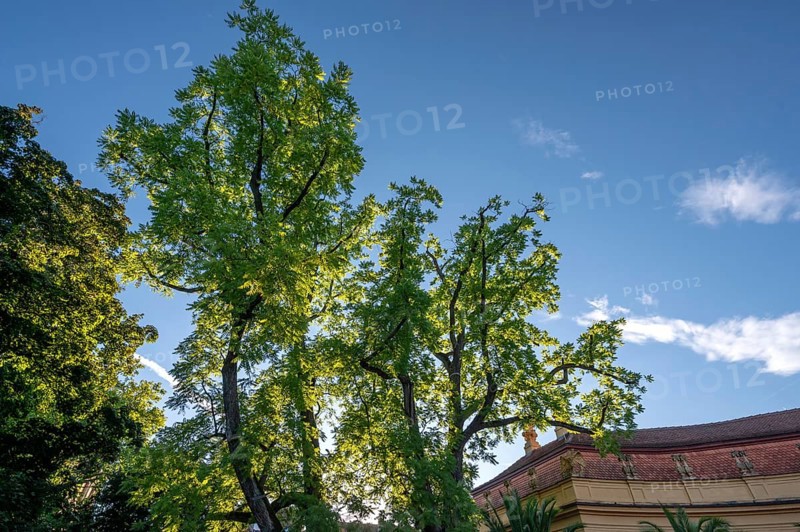 Acacia trees (Acacia) against the light, Erlangen, Middle Franconia, Bavaria, Germany