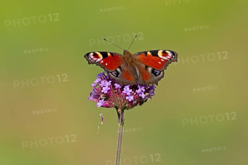 Butterfly, peacock butterfly (Aglais io), Purpletop vervain (Verbena bonariensis), Burgstemmen, Nordstemmen, Lower Saxony, Germany