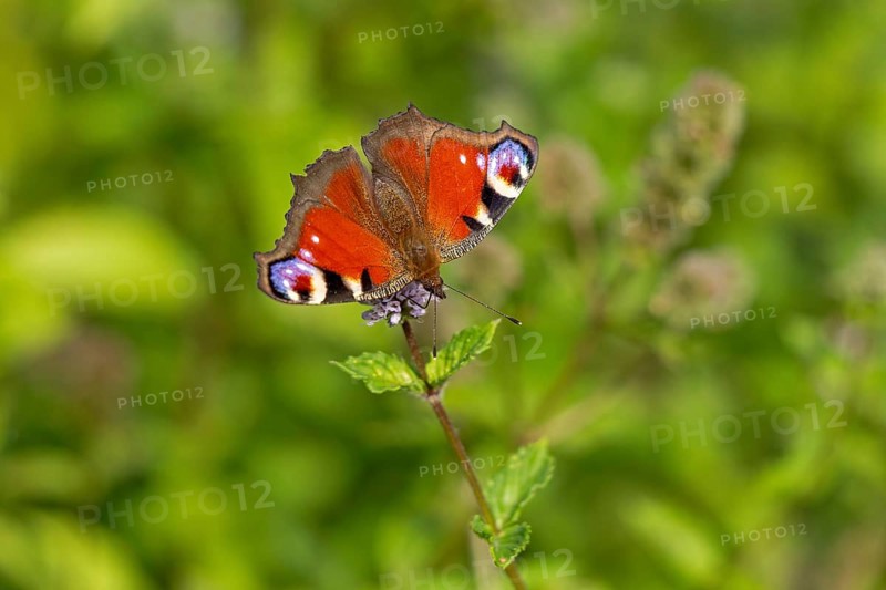 Butterfly, peacock butterfly (Aglais io), Burgstemmen, Nordstemmen, Lower Saxony, Germany