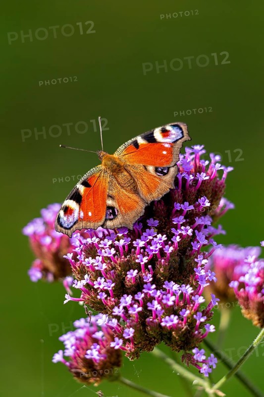 Butterfly, peacock butterfly (Aglais io), Purpletop vervain (Verbena bonariensis), Burgstemmen, Nordstemmen, Lower Saxony, Germany