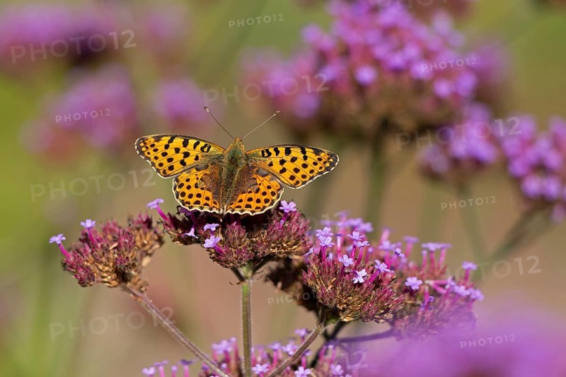 Butterfly, Small Pearl-bordered Fritillary (Issoria lathonia), Purpletop vervain (Verbena bonariensis), Burgstemmen, Nordstemmen, Lower Saxony, Germany