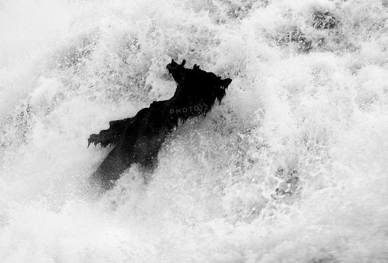 Tree trunk, flotsam, in the shape of a dog, silhouette, in the Rhine Falls Schaffhausen, waterfall, black and white, Canton Schaffhausen, Switzerland