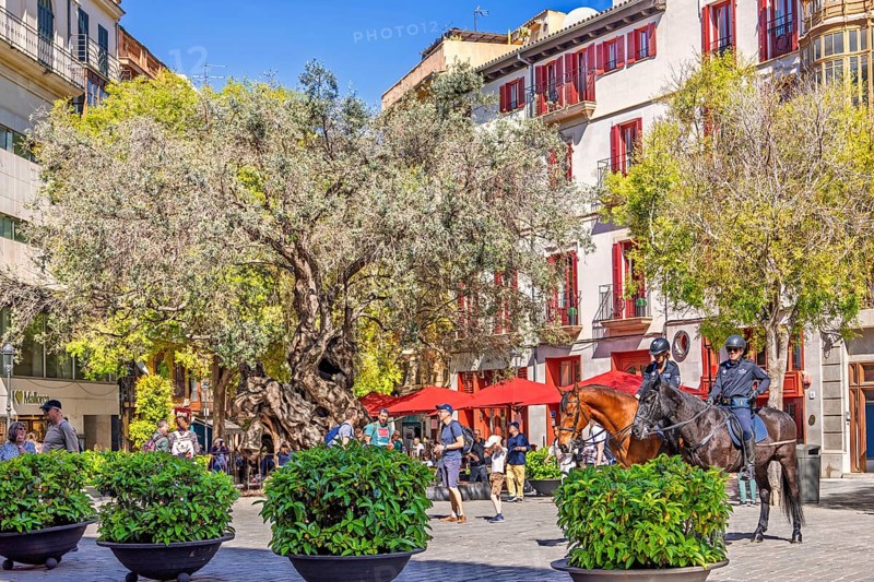 Cityscape view at a town square in Palma with lush green trees and plants as well as mounted police on horses and tourists walking on the square, Palma de Mallorca, Mallorca, Spain