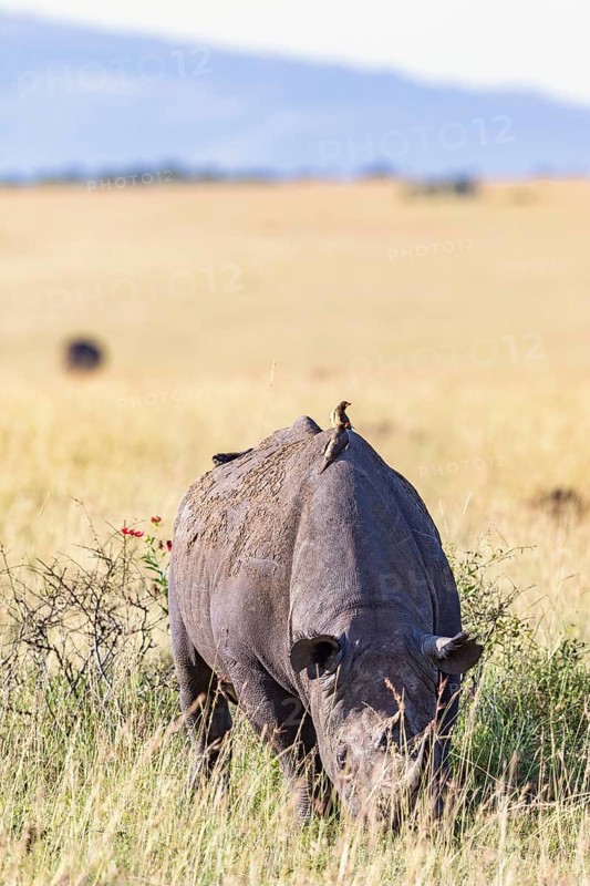 Black rhinoceros (Diceros bicornis) grazing on the savanna grassland with a Yellow-billed oxpecker (Buphagus africanus) on his back, Maasai Mara National Reserve, Kenya