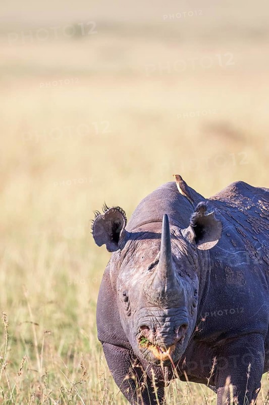 Black rhinoceros (Diceros bicornis) with a Yellow-billed oxpecker (Buphagus africanus) on his back on the grass savanna, Maasai Mara National Reserve, Kenya