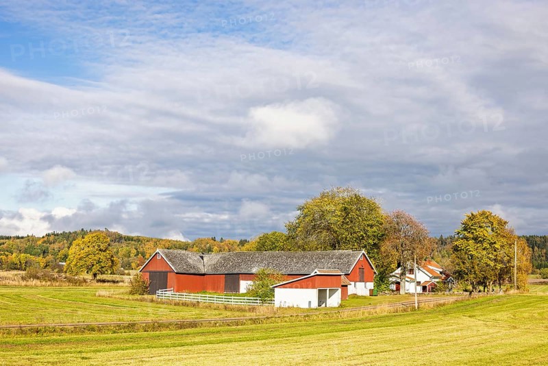 Farmhouse with a red barn in the countryside with fields and a grove of trees a beautiful sunny autumn day, Sweden