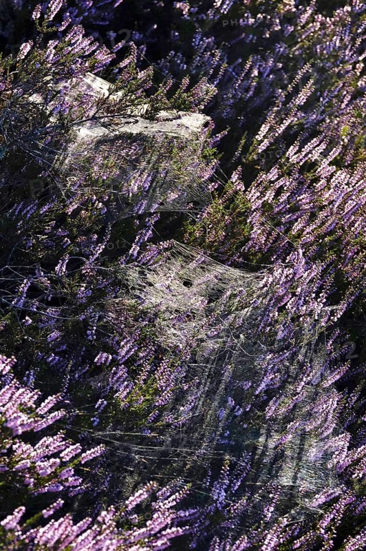 Blooming heather, spider webs, summer, Germany