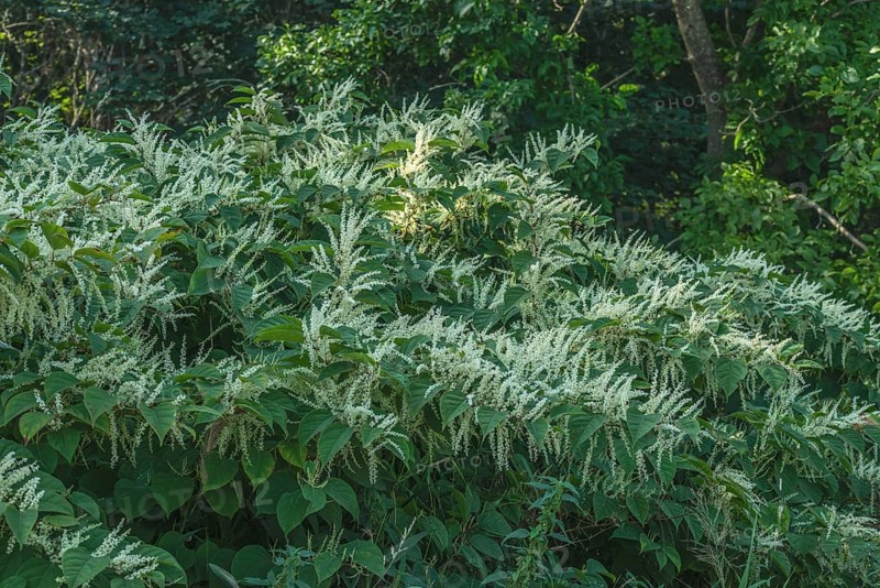 Flowering Japanese Knotweed (Fallopia Japonica), an invasive piece in a forest clearing in Ystad, Scania, Sweden, Scandinavia